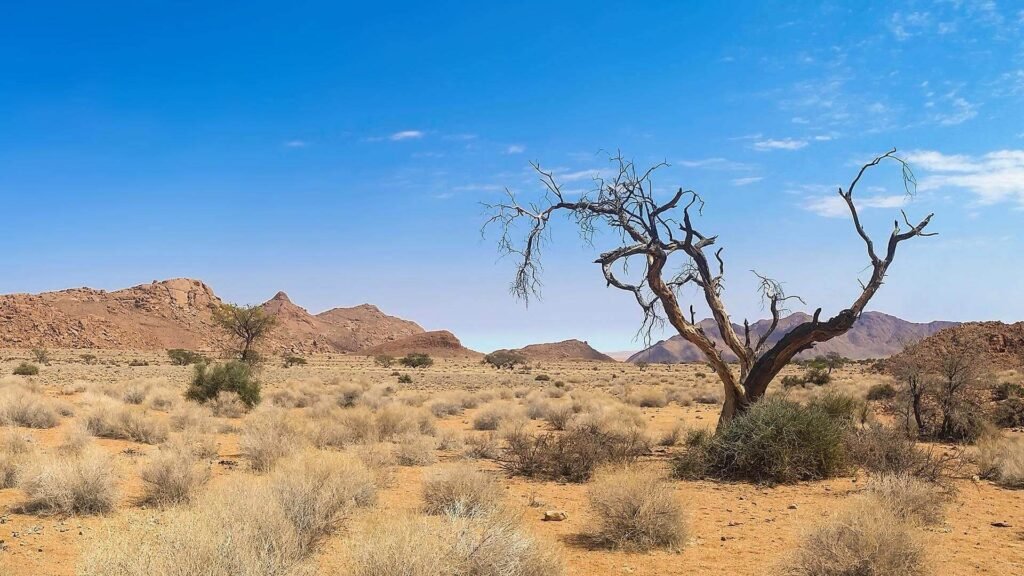 African Wildlife african wildlife free img